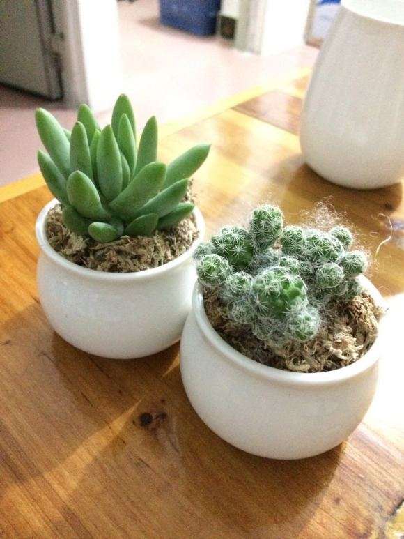 朋友送了2颗多肉 没经验 怎么养