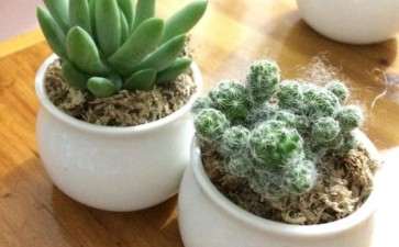 朋友送了2颗多肉 没经验 怎么养