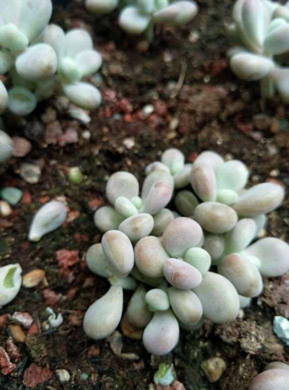 废弃的多肉棚 要价3000