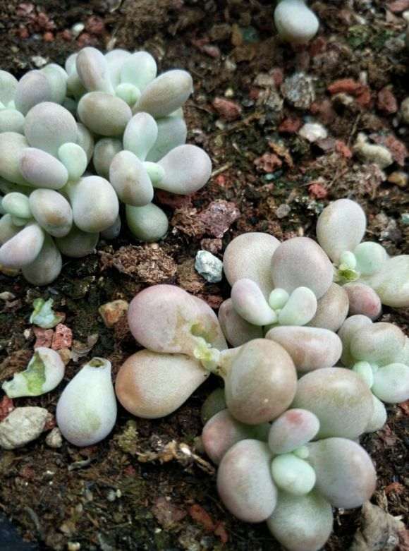 废弃的多肉棚 要价3000