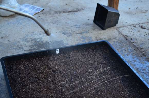 夏季多肉怎么播种的方法