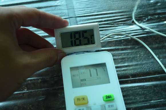 夏季多肉怎么播种的方法