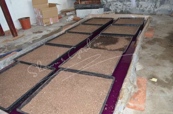 夏季多肉怎么播种的方法