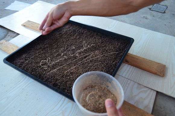 夏季多肉怎么播种的方法