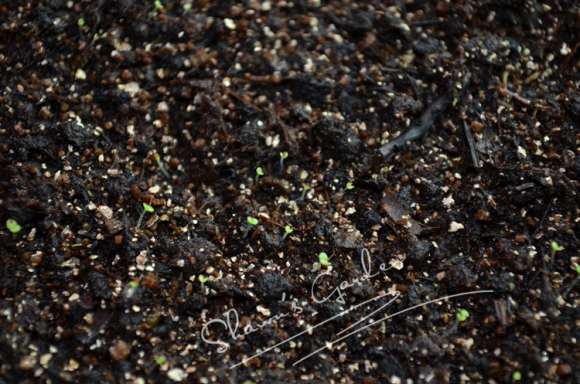 夏季多肉怎么播种的方法