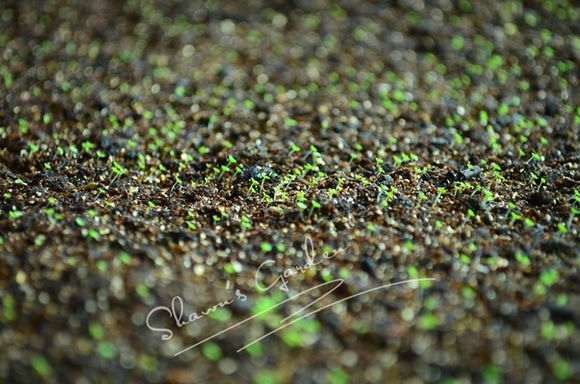 夏季多肉怎么播种的方法