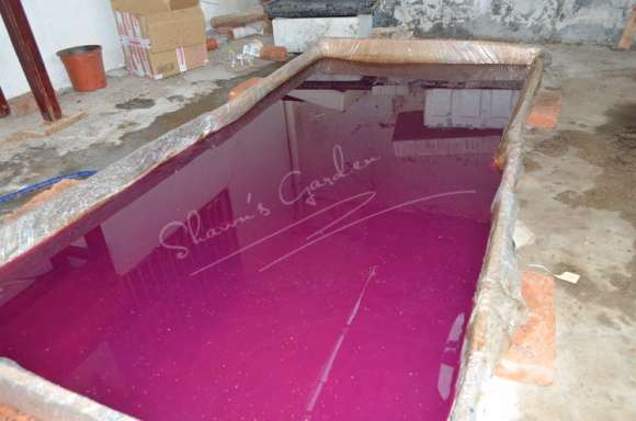 夏季多肉怎么播种的方法