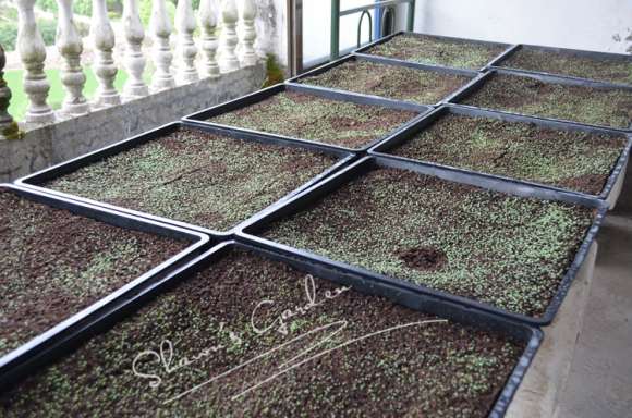 夏季多肉怎么播种的方法