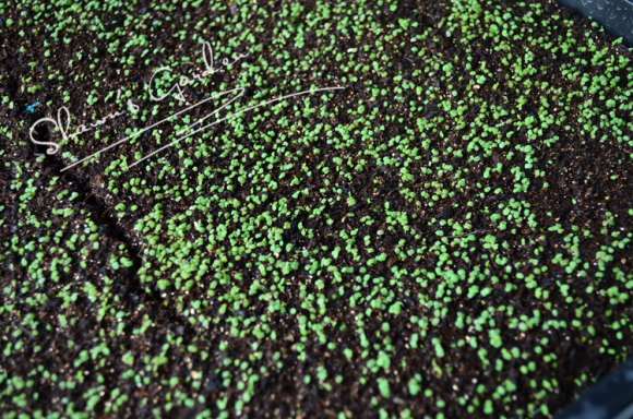 夏季多肉怎么播种的方法