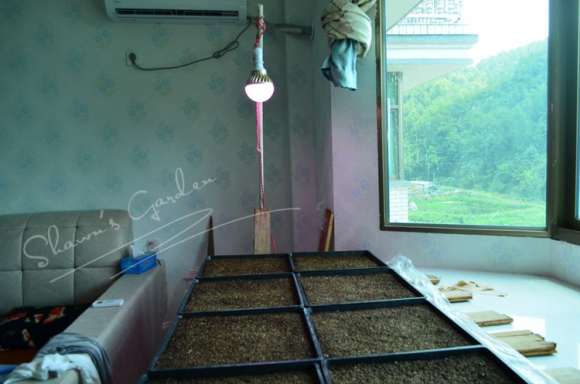 夏季多肉怎么播种的方法