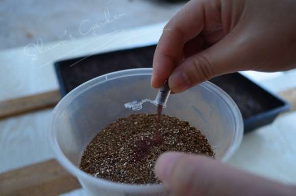 夏季多肉怎么播种的方法