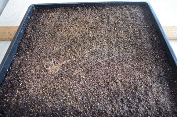 夏季多肉怎么播种的方法