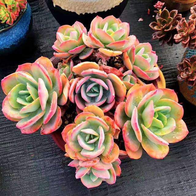 武汉阳台的多肉怎么度夏