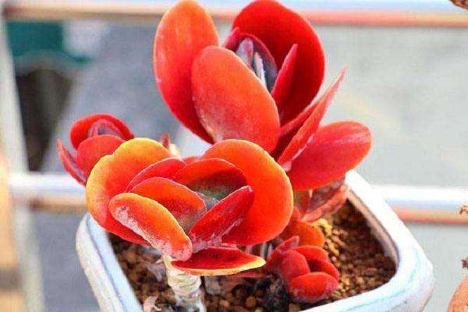 多肉夏天不浇水为什么还会化水