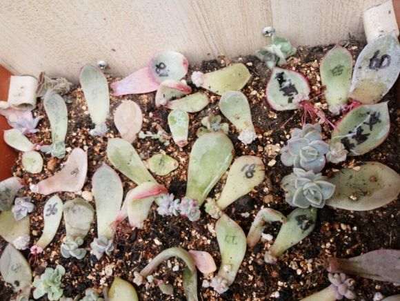 夏天多肉怎么叶插的记录贴