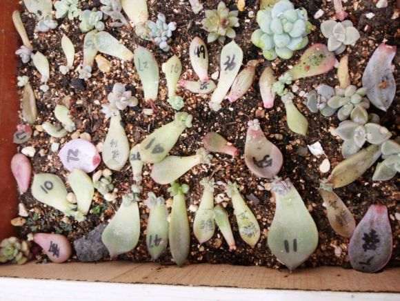 夏天多肉怎么叶插的记录贴