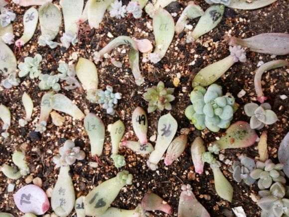 夏天多肉怎么叶插的记录贴