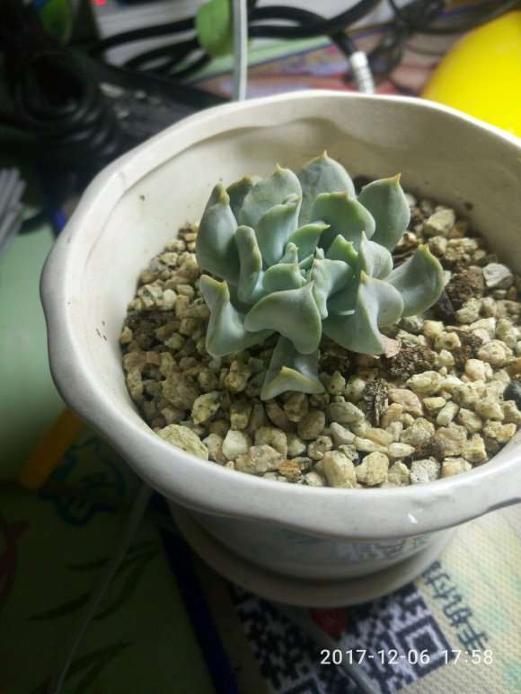 秋季下来后的多肉 可以吗 上图片