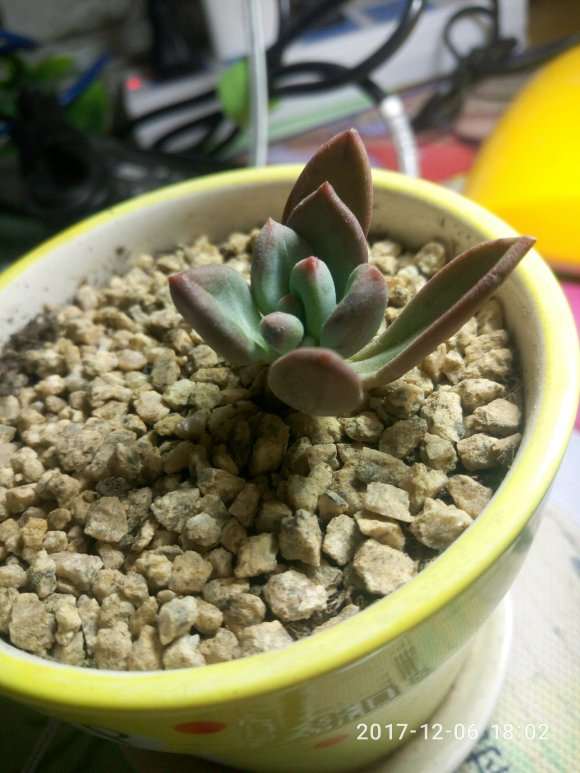 秋季下来后的多肉 可以吗 上图片