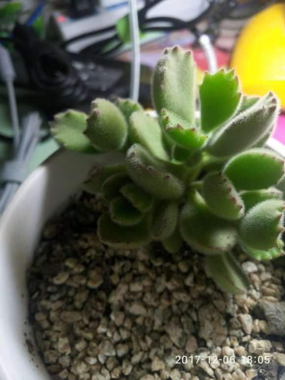 秋季下来后的多肉 可以吗 上图片