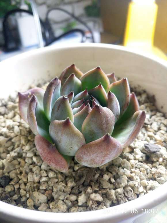 秋季下来后的多肉 可以吗 上图片