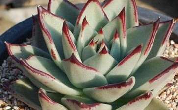 夏天多肉遮阳 一样死 怎么办 图片