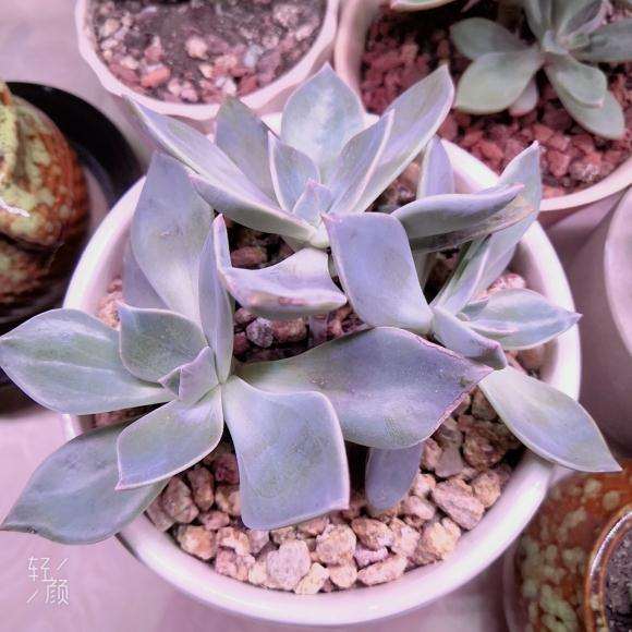 夏季叶插的 这是啥品种的多肉