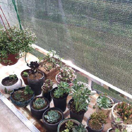 夏天多肉需要几针遮阳网