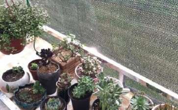 夏天多肉需要几针遮阳网 图片
