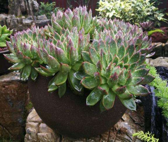 为什么夏季多肉不能浇水