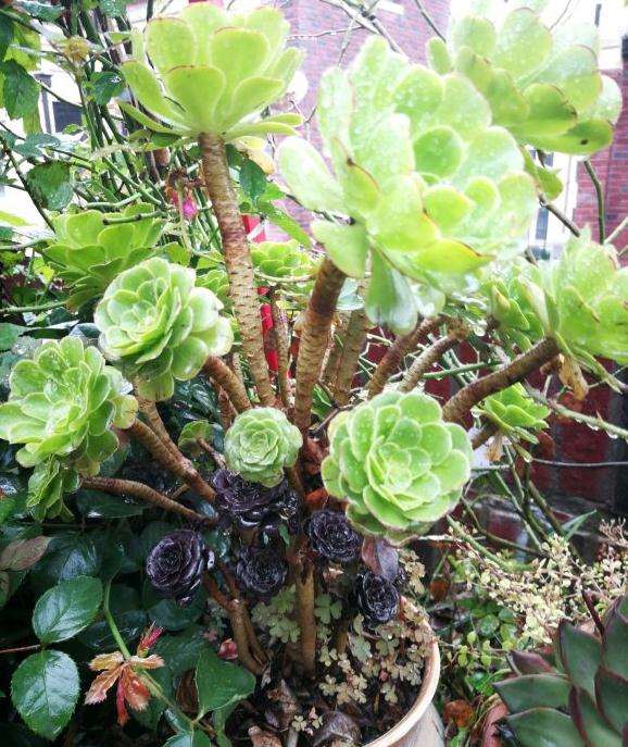 为什么夏季多肉不能浇水