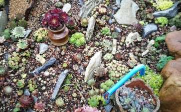 为什么夏季多肉不能浇水 大家来谈谈