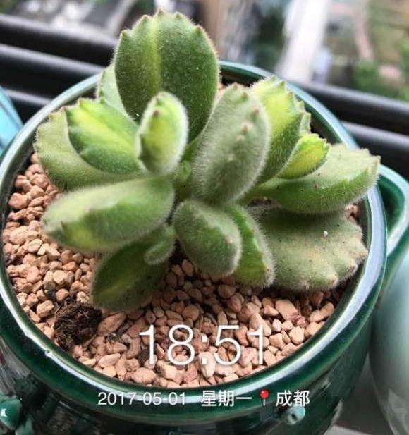 夏天白熊多肉怎么养