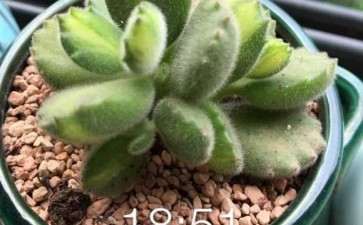 夏天白熊多肉怎么养 去年的死了