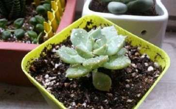 夏季多肉露养天好 还是室内养好