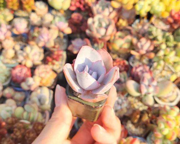 夏天伤透了心 多肉几乎阵亡了一半