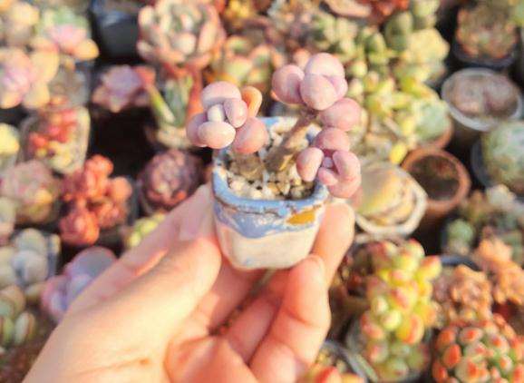 夏天伤透了心 多肉几乎阵亡了一半