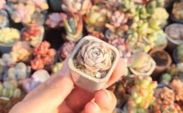 夏天伤透了心 多肉几乎阵亡了一半