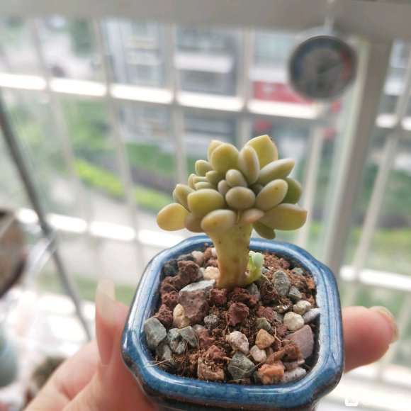 为什么夏天只有西南的阳台可以晒多肉