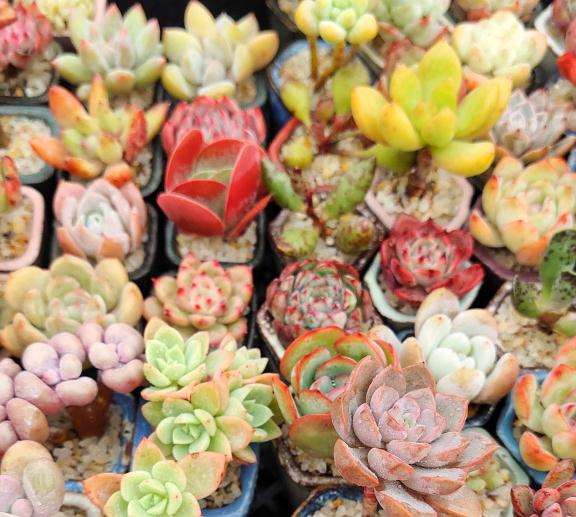 为什么夏天只有西南的阳台可以晒多肉