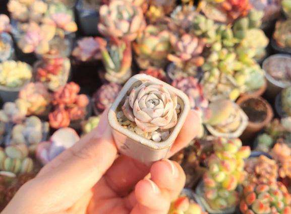 为什么夏天只有西南的阳台可以晒多肉