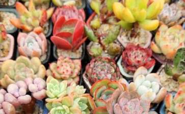 为什么夏天只有西南的阳台可以晒多肉