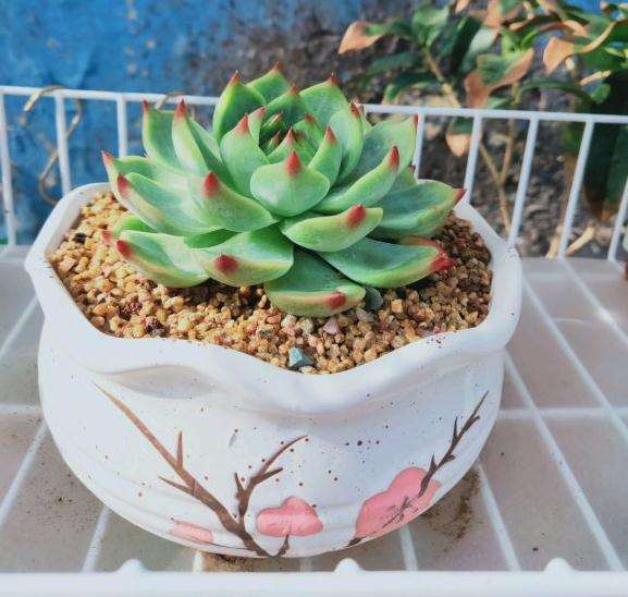 为什么进入夏季多肉几乎不长