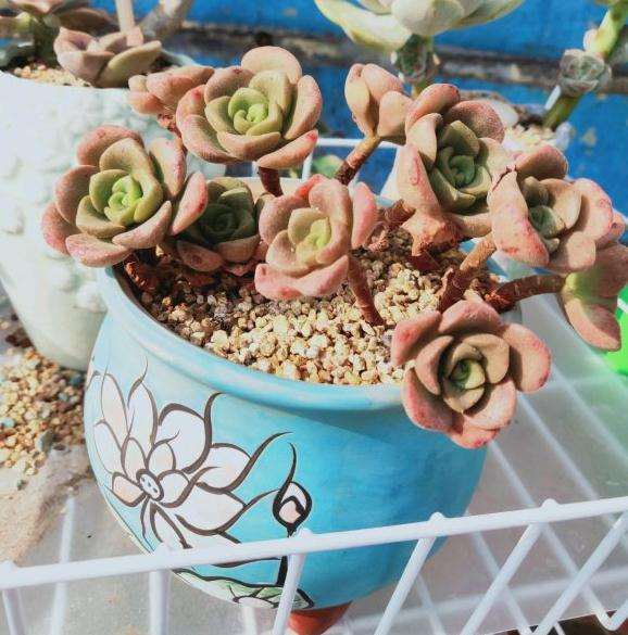 为什么进入夏季多肉几乎不长