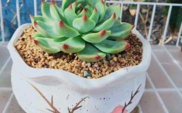 为什么进入夏季多肉几乎不长