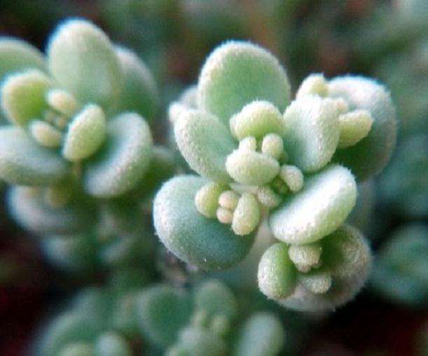 夏天多肉怎么遮阳避高温的方法