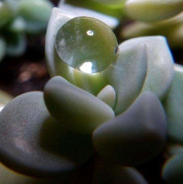 夏天多肉怎么遮阳避高温的方法