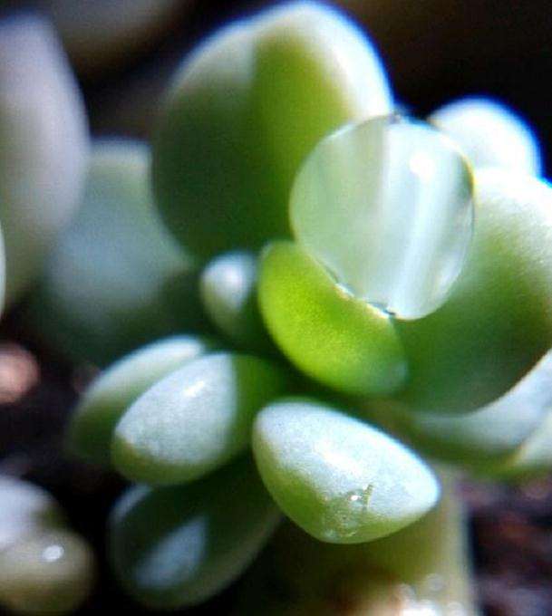 夏天多肉怎么遮阳避高温的方法