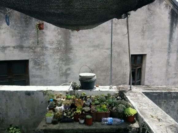 夏天在多肉上铺纱布喷水