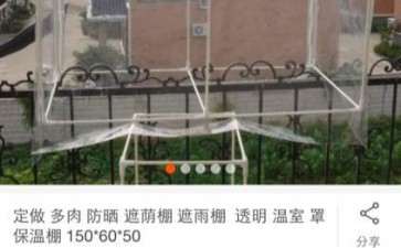 夏天在多肉上铺纱布喷水 效果很好